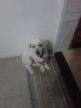 pipoca