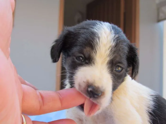 Cachorro ra a SRD idade Abaixo de 2 meses nome EVEREST