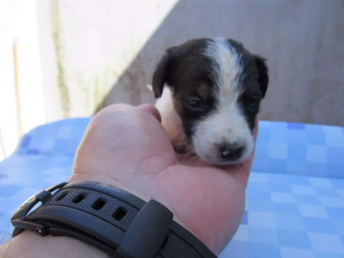Cachorro ra a SRD idade Abaixo de 2 meses nome EVEREST