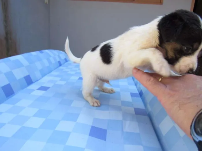 Cachorro ra a SRD idade Abaixo de 2 meses nome EVEREST