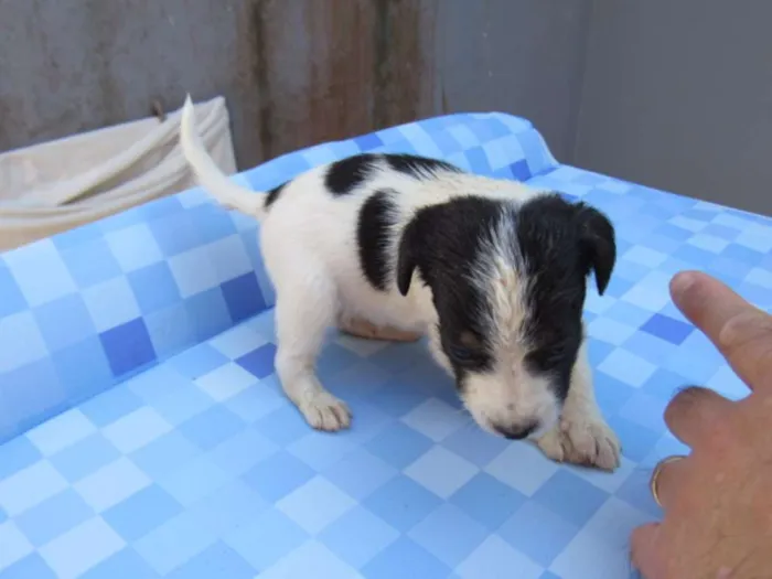 Cachorro ra a SRD idade Abaixo de 2 meses nome EVEREST
