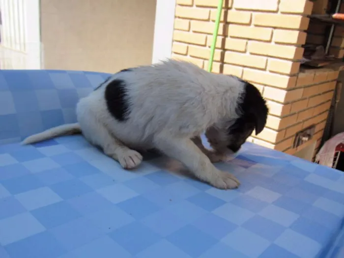 Cachorro ra a SRD idade Abaixo de 2 meses nome EVEREST