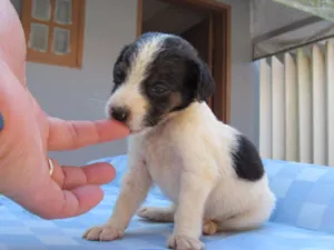 Cachorro raça SRD idade Abaixo de 2 meses nome EVEREST