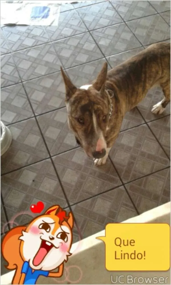 Cachorro ra a Bull Terrier idade 1 ano nome kalel