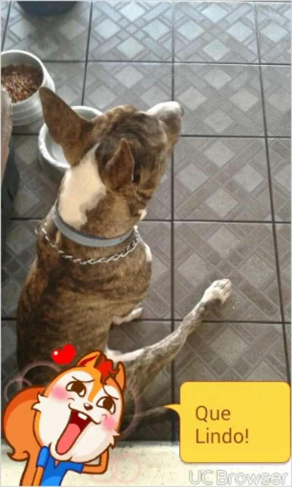 Cachorro ra a Bull Terrier idade 1 ano nome kalel