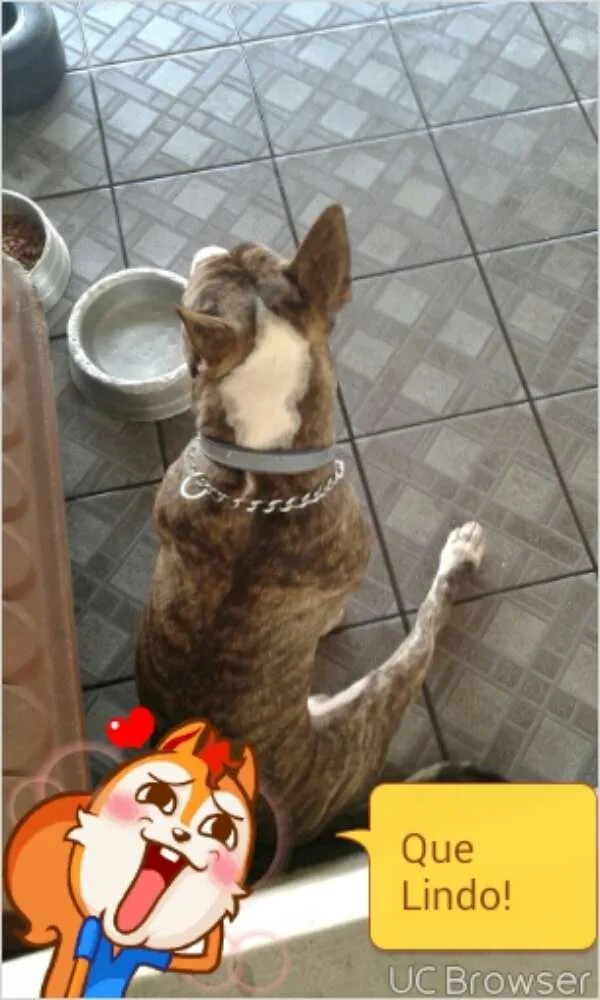 Cachorro ra a Bull Terrier idade 1 ano nome kalel
