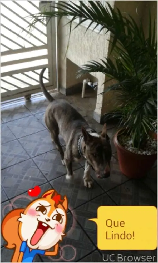 Cachorro ra a Bull Terrier idade 1 ano nome kalel