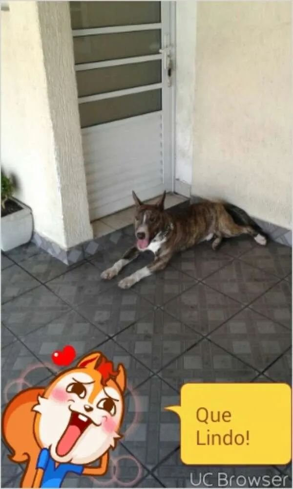 Cachorro ra a Bull Terrier idade 1 ano nome kalel