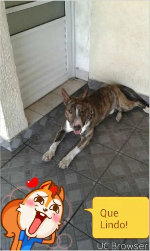 Cachorro ra a Bull Terrier idade 1 ano nome kalel