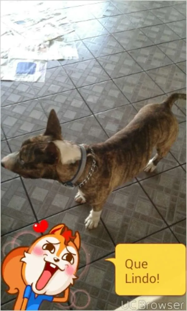 Cachorro ra a Bull Terrier idade 1 ano nome kalel