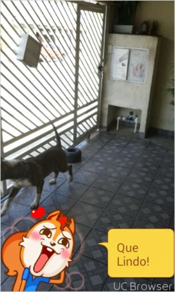 Cachorro ra a Bull Terrier idade 1 ano nome kalel