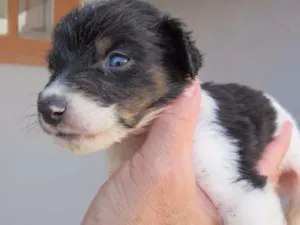 Cachorro raça SRD idade Abaixo de 2 meses nome K2