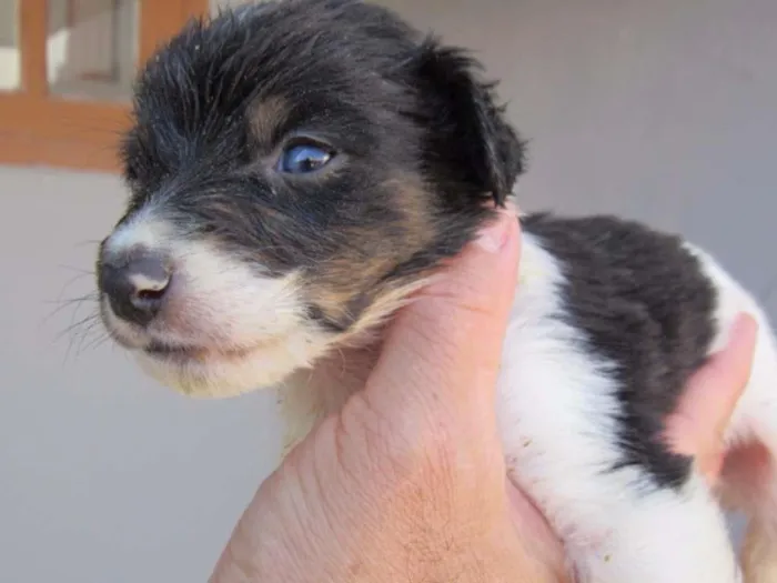 Cachorro ra a SRD idade Abaixo de 2 meses nome K2