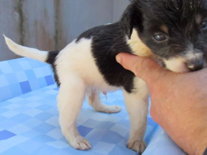 Cachorro ra a SRD idade Abaixo de 2 meses nome K2