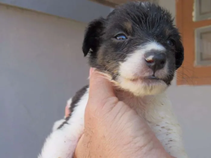 Cachorro ra a SRD idade Abaixo de 2 meses nome K2