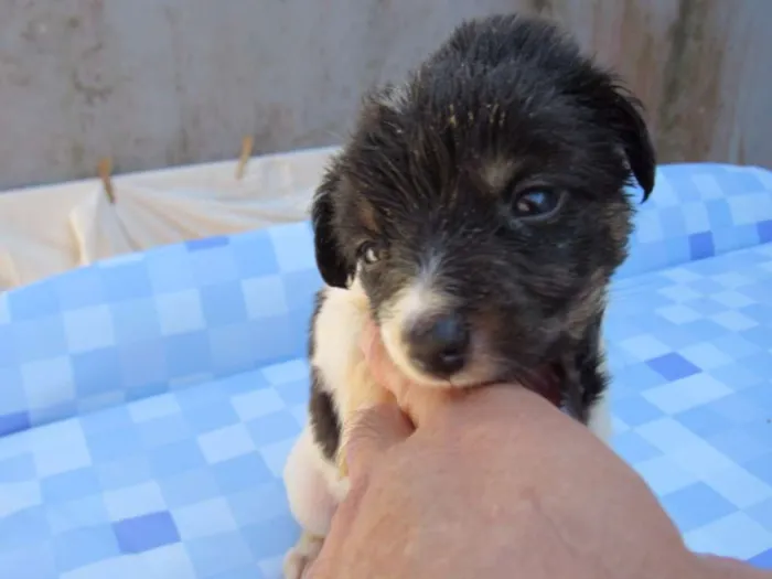 Cachorro ra a SRD idade Abaixo de 2 meses nome K2