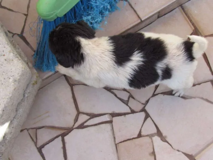 Cachorro ra a SRD idade Abaixo de 2 meses nome K2