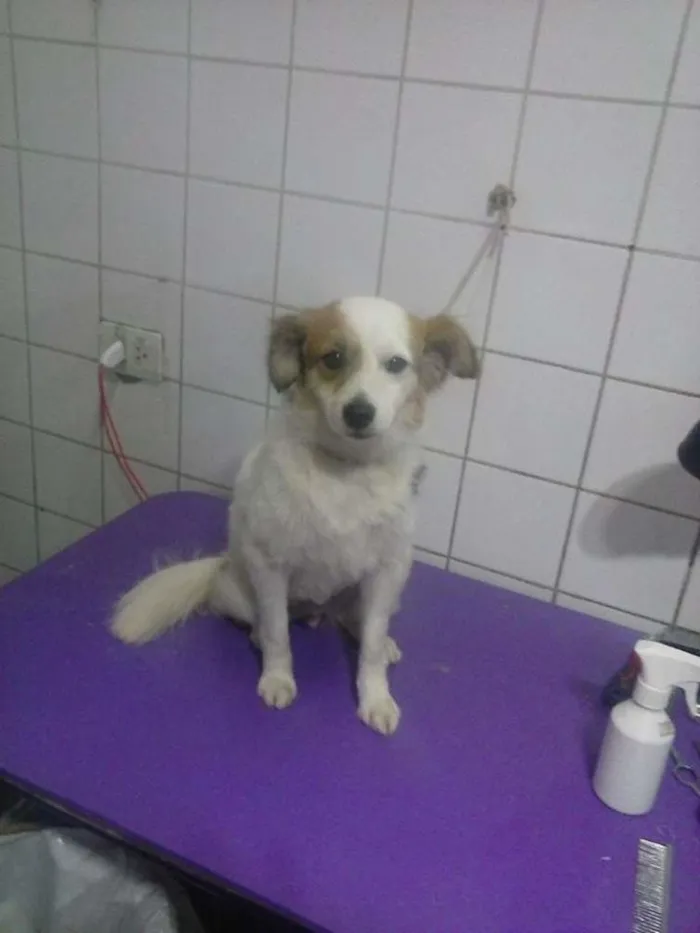 Cachorro ra a srd idade 1 ano nome berndete