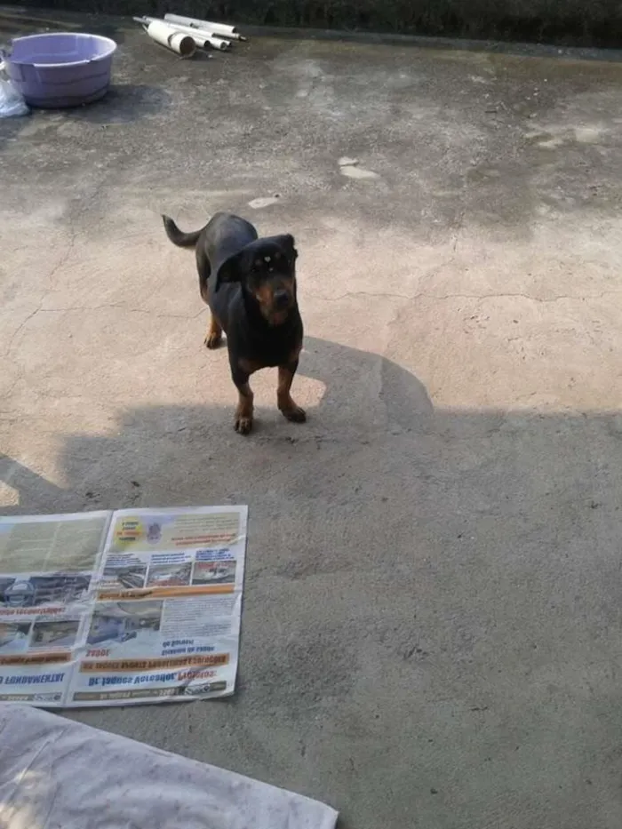 Cachorro ra a mestiça de basset idade 7 a 11 meses nome berna