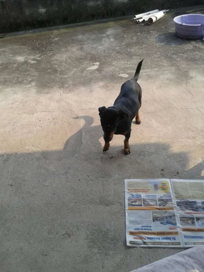 Cachorro ra a mestiça de basset idade 7 a 11 meses nome berna