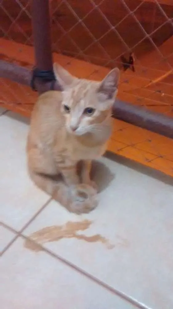 Gato ra a indefinida idade 6 ou mais anos nome acksa