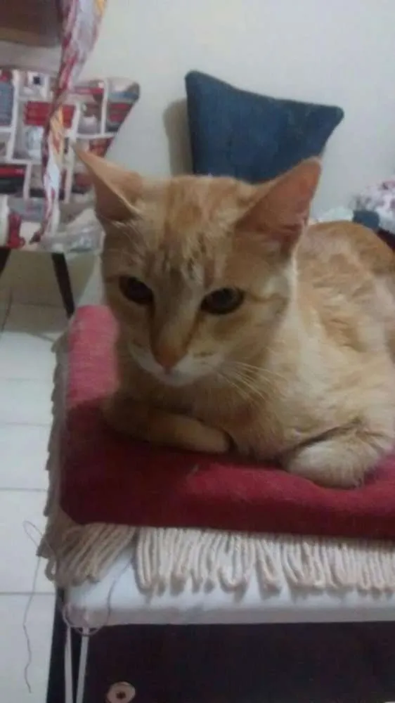 Gato ra a indefinida idade 6 ou mais anos nome acksa