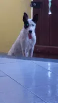 Brad