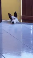 Brad