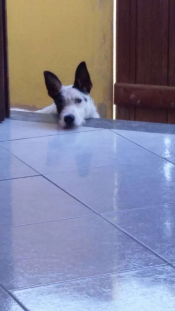 Cachorro raça  idade 1 ano nome Brad