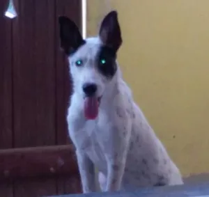 Cachorro raça  idade 1 ano nome Brad