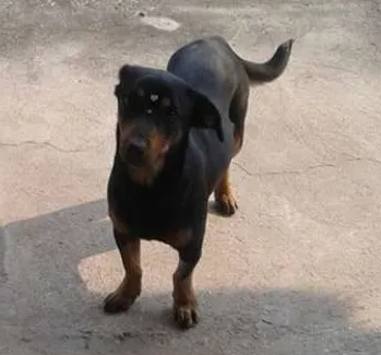 Cachorro ra a mestiça de basset idade 7 a 11 meses nome berna