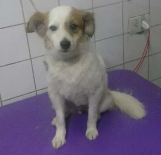 Cachorro ra a srd idade 1 ano nome berndete