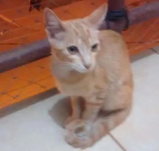 Gato ra a indefinida idade 6 ou mais anos nome acksa