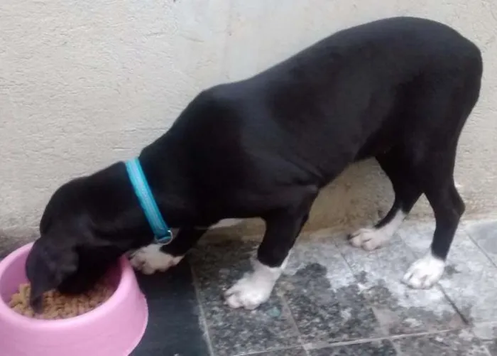 Cachorro raça Pitbull com cockerspeaber idade 2 a 6 meses nome Zeus