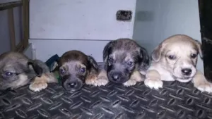 Cachorro raça  idade Abaixo de 2 meses nome sem nome
