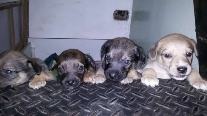 Cachorro ra a  idade Abaixo de 2 meses nome sem nome