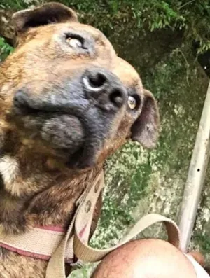 Cachorro raça Pit-Bull idade 4 anos nome Falcão