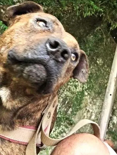 Cachorro ra a Pit-Bull idade 4 anos nome Falcão