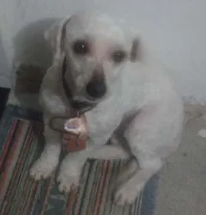 Cachorro raça poodor idade 6 ou mais anos nome pipoca