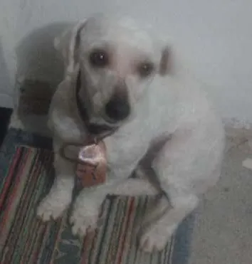 Cachorro ra a poodor idade 6 ou mais anos nome pipoca