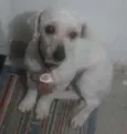 pipoca