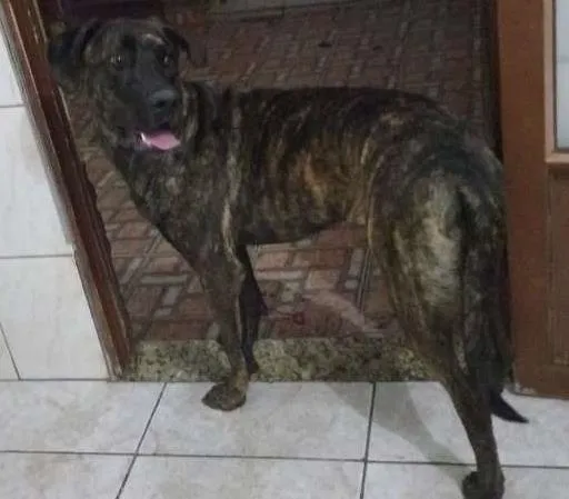 Cachorro ra a Fila idade 1 ano nome Sofia