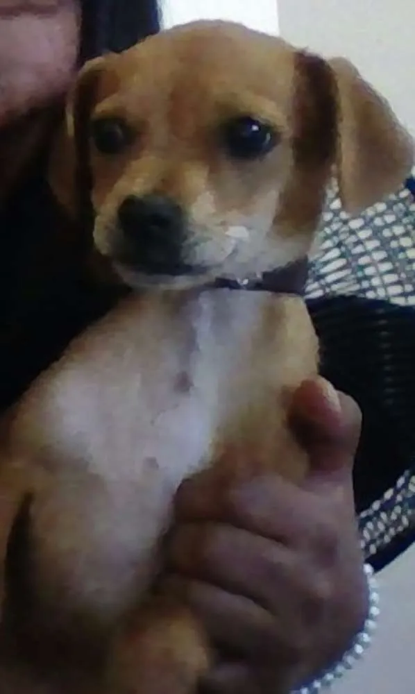 Cachorro ra a não sei idade 2 a 6 meses nome shachi