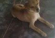shachi