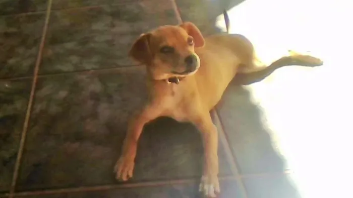 Cachorro ra a não sei idade 2 a 6 meses nome shachi