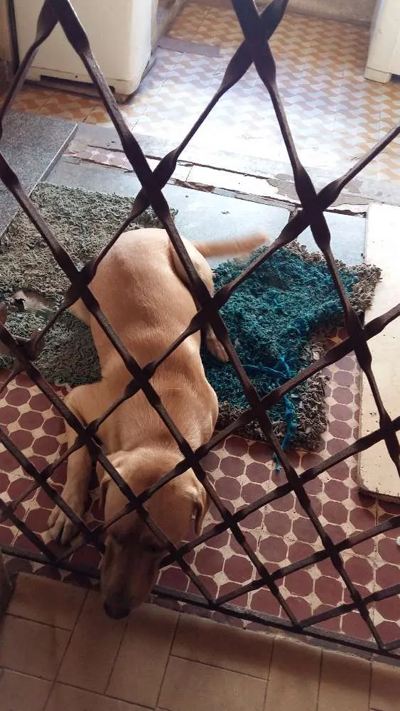 Cachorro raça SRD idade 2 a 6 meses nome Ralph