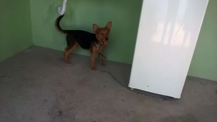 Cachorro raça Vira lata idade 2 a 6 meses nome Jade