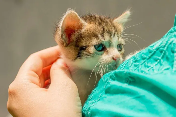 Gato ra a SRD idade Abaixo de 2 meses nome LUNA