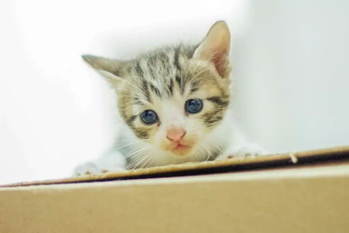 Gato ra a SRD idade Abaixo de 2 meses nome LUNA