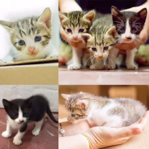 Gato raça SRD idade Abaixo de 2 meses nome LUNA